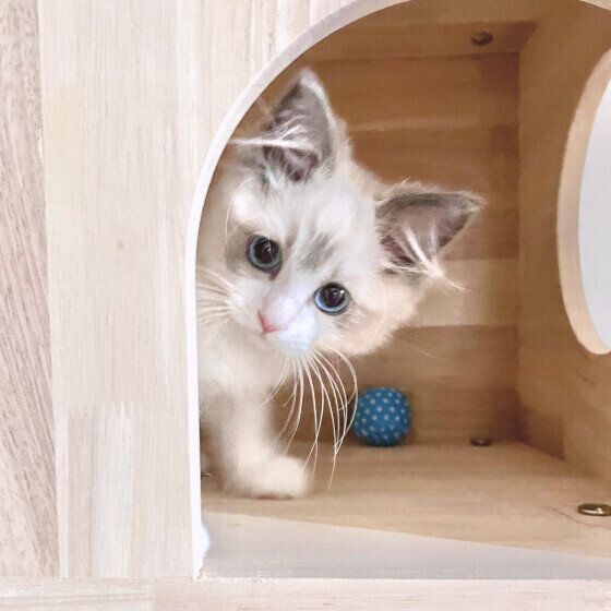 ラグドールのめるもくん