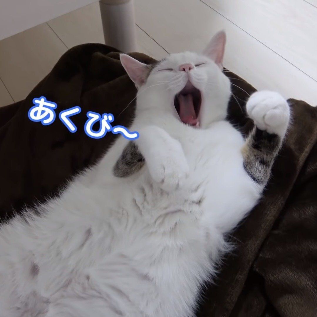 大あくびのチロ君