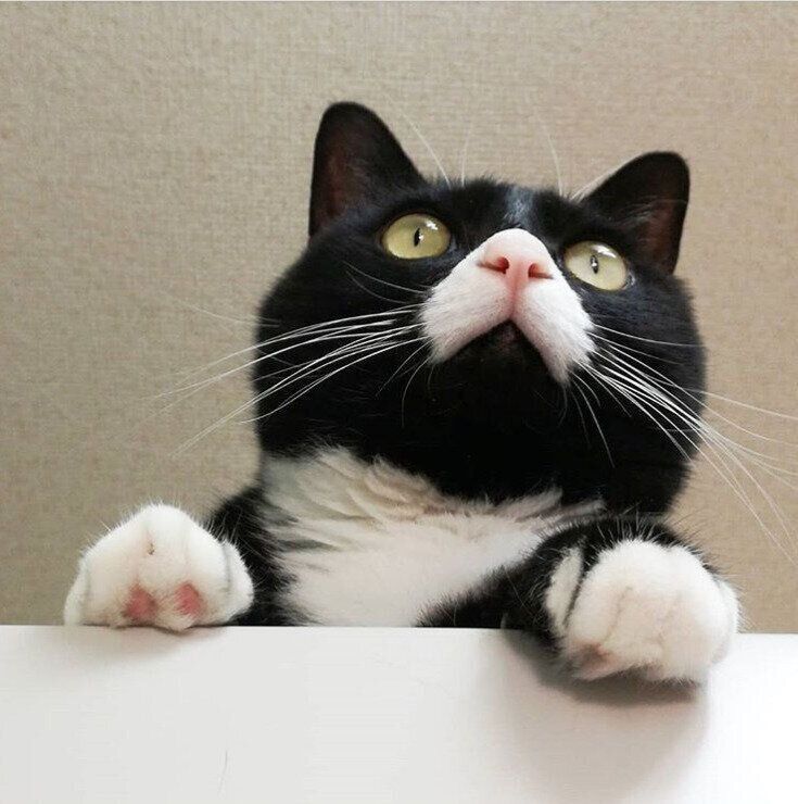 おくちがハートのSallyちゃん