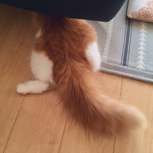 しっぽを出して隠れる猫