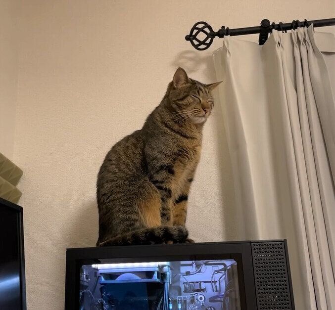 猫のこぱんくん