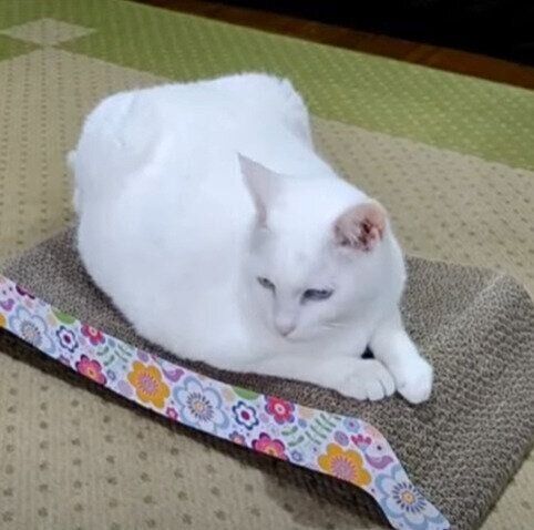 新しい爪とぎに満足するユキちゃん