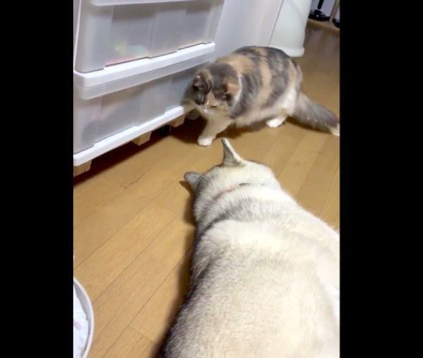 ゆきちゃんを起こさないように、慎重に歩くこのはちゃん