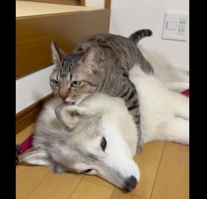 実家で暮らす愛猫・サンくんとユキちゃん