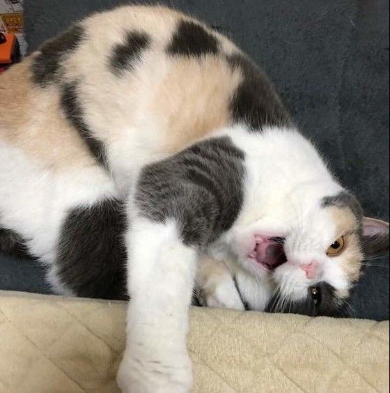 怒るマンチカン