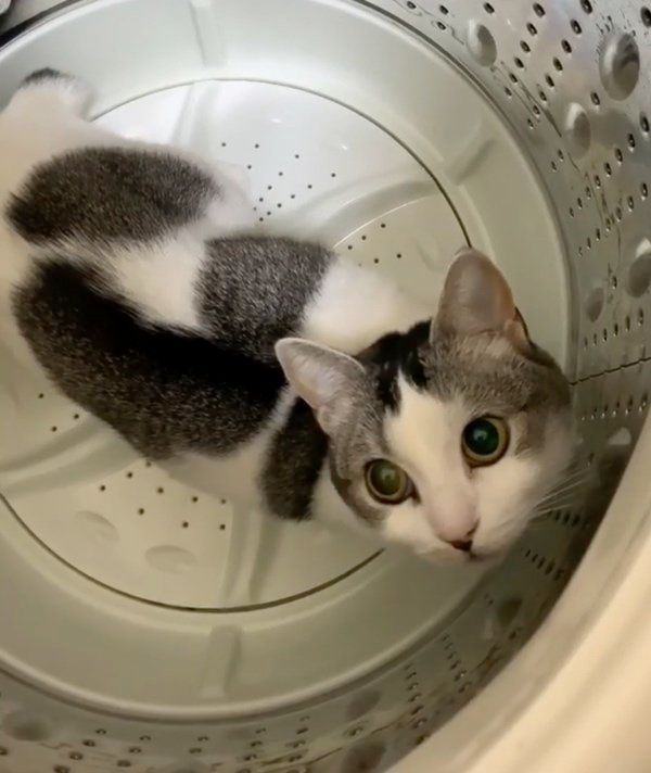 洗濯機に隠れるマンチカン