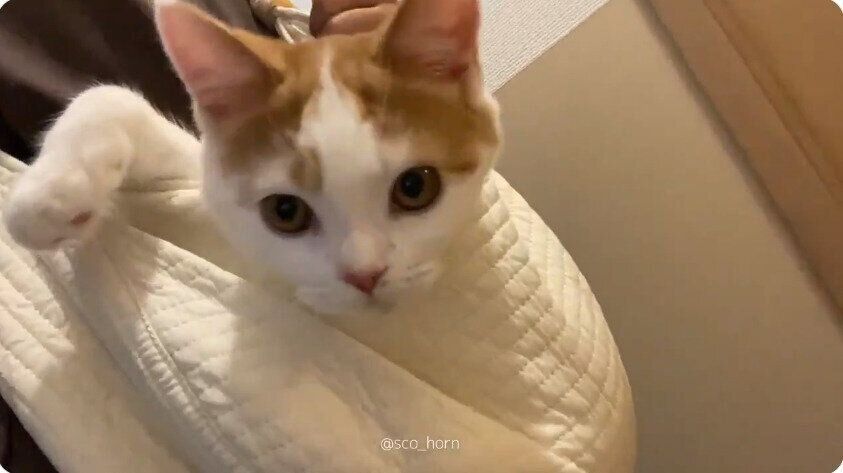 鞄で飼い主さんと移動するホルンくん（スコティッシュフォールド、オス）