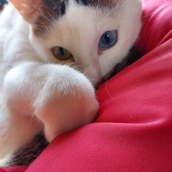 黒白MIXのレオくん