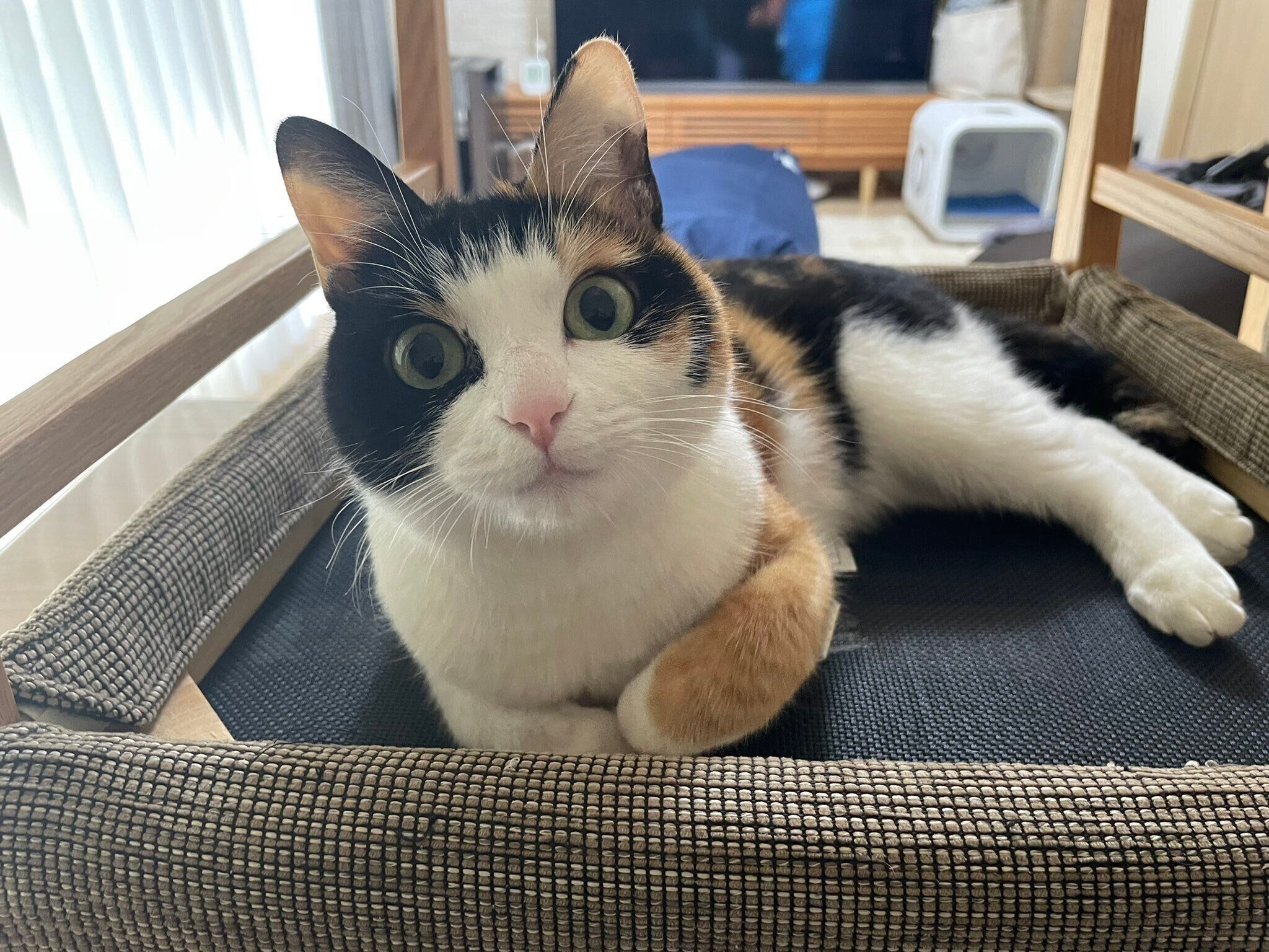 見つめるなっちゃん