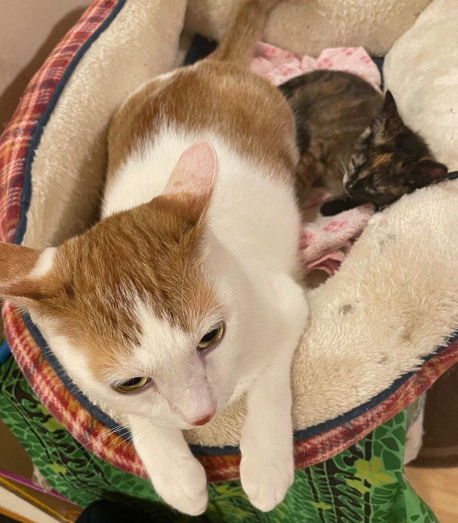 お迎え当時のワサビちゃんと、先住猫・チクワくん