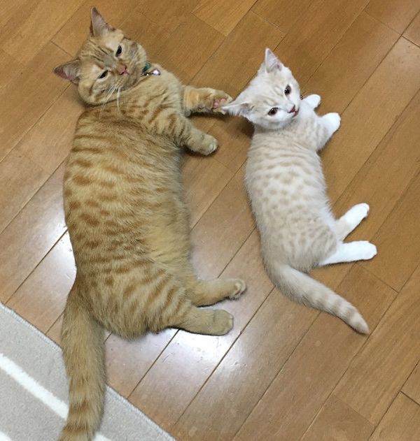 動きがシンクロする猫