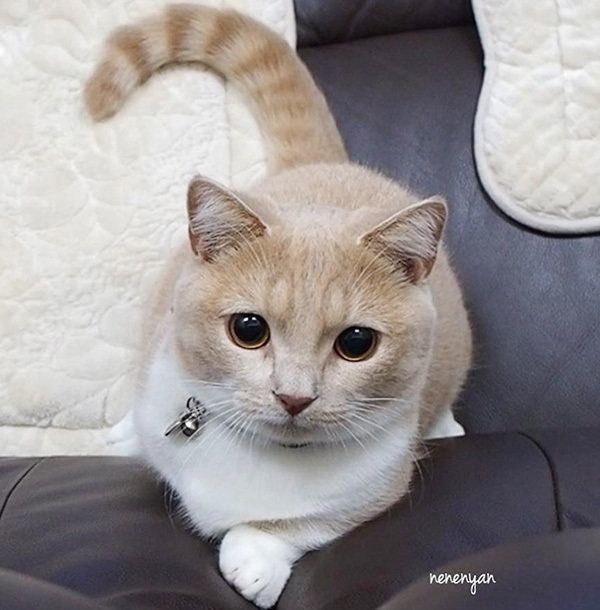 マンチカンのネネちゃん