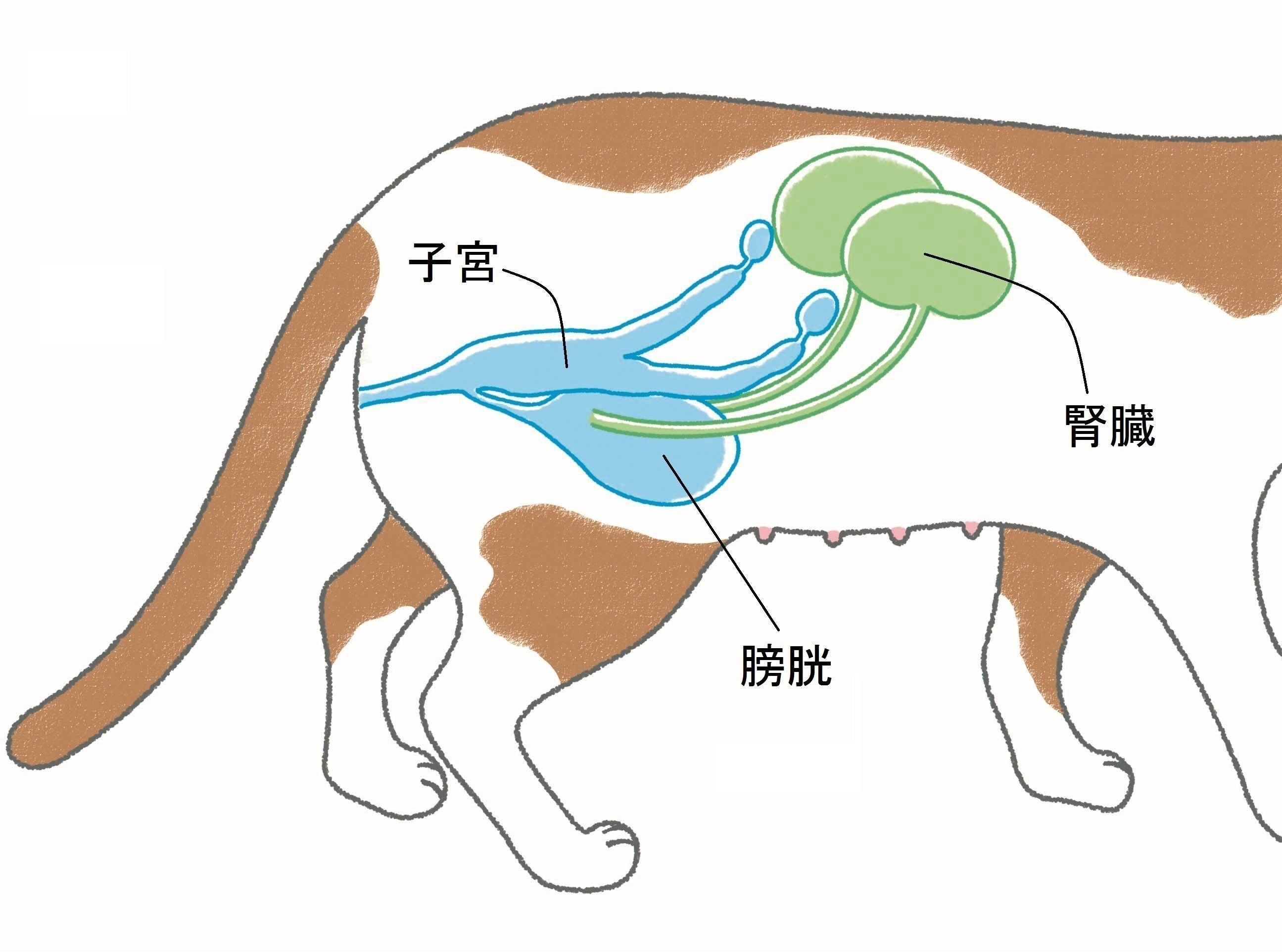 イラスト／おがわようこ