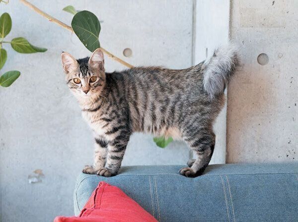 ソファにのぼる猫