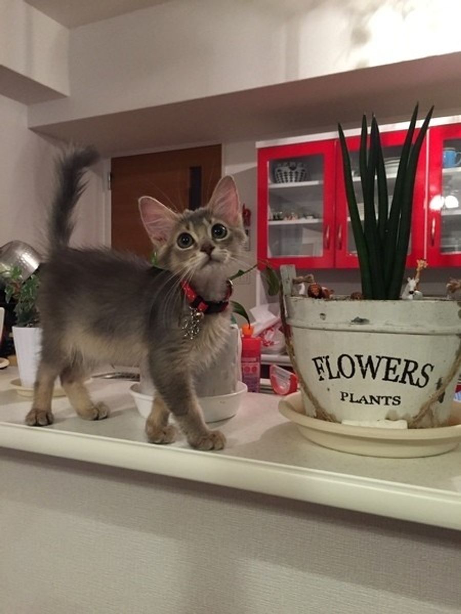 与えないつもりでいても 春の食べ物 与えてもok 許容量は ねこのきもちweb Magazine 与えないつもりでいても 春の食べ物 与えてもok 許容量は ねこのきもちweb Magazine