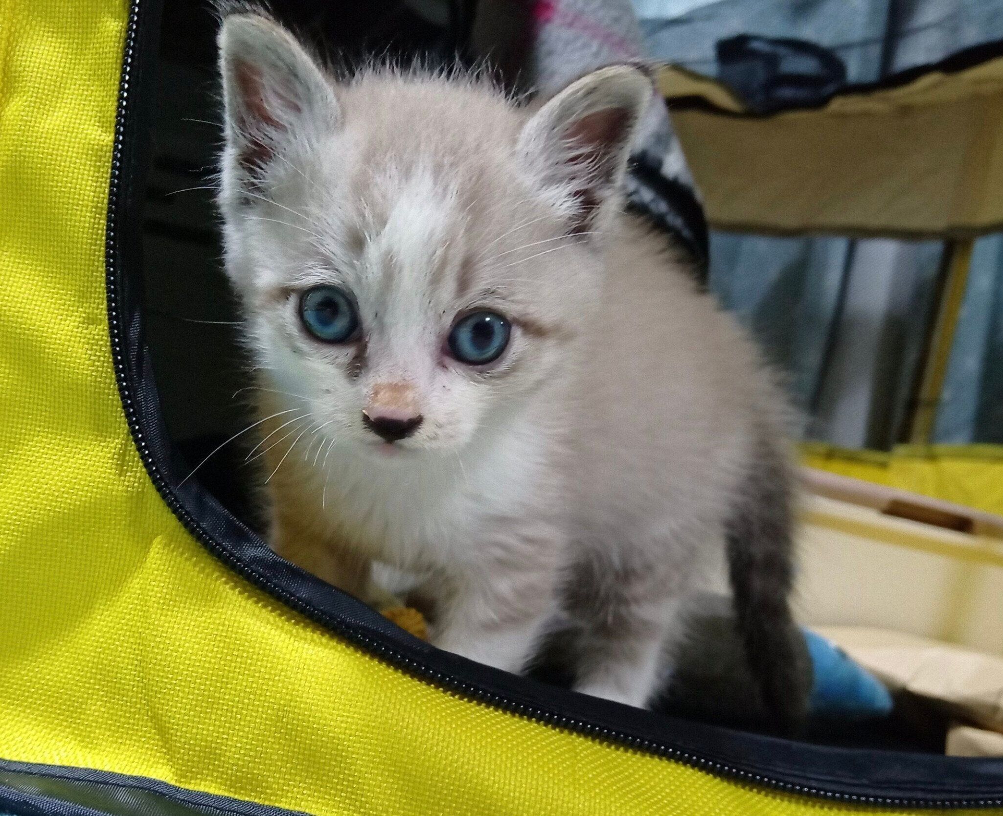 子猫時代の柱太郎くん