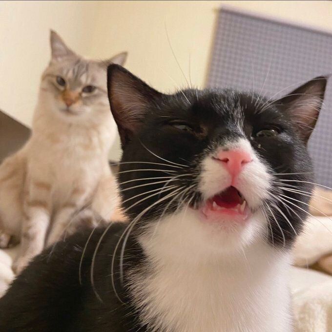 子猫時代のチャイちゃん（写真手前）