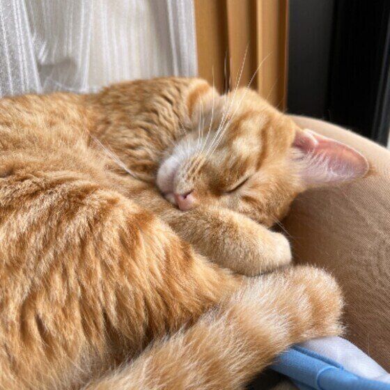 茶トラ猫のふうちゃん