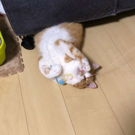 遊ぶスコティッシュフォールド