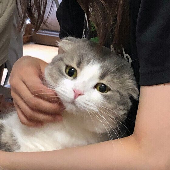 スコティッシュフォールド くうちゃん