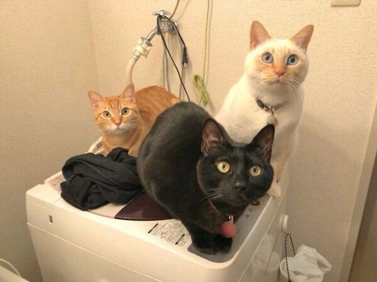 邪魔かわいいは猫あるある お気に入りの場所に居座り続けるニャンズの姿が最高だった ねこのきもちweb Magazine 邪魔かわいいは猫あるある お気に入りの場所に居座り続けるニャンズの姿が最高だった ねこのきもちweb Magazine