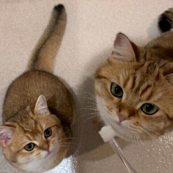 歯ブラシと2匹の猫