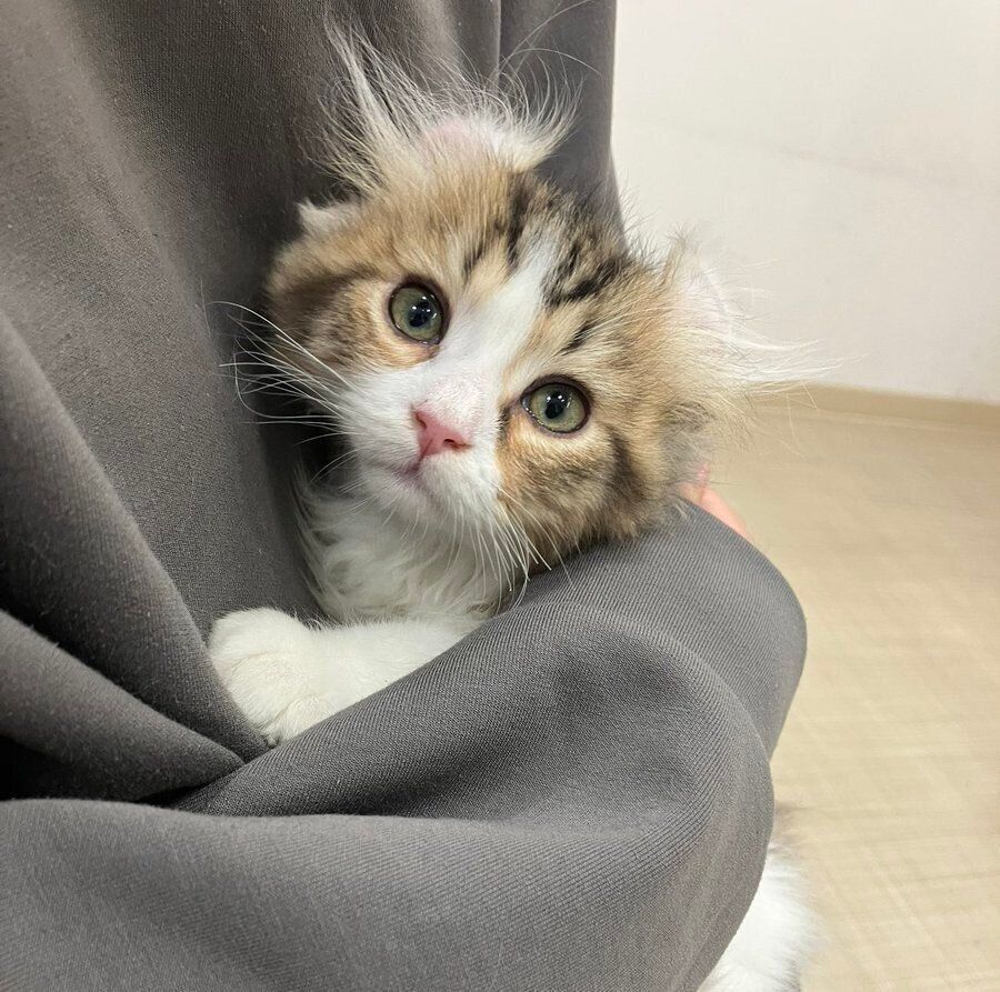 初めて会ったときのプティくん（撮影時、生後3カ月）。