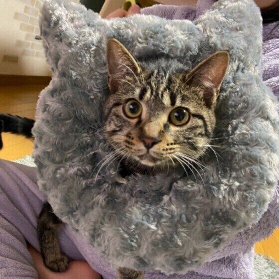 キジトラのぐぅくん