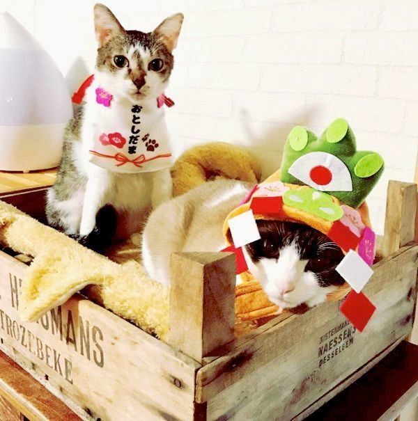 かぶりものをかぶる猫