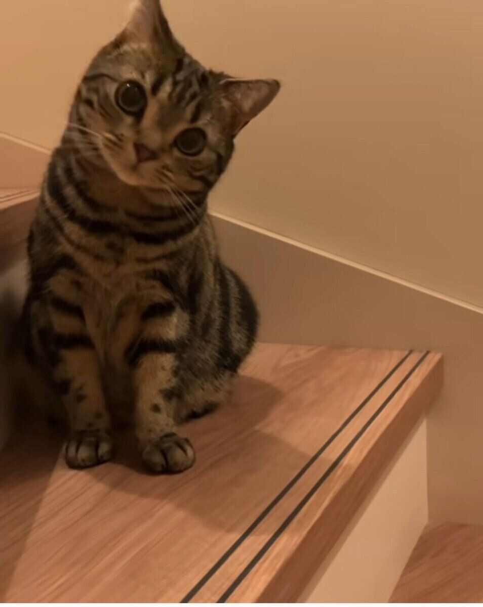 飼い主さんたちを待ち伏せするツナくん