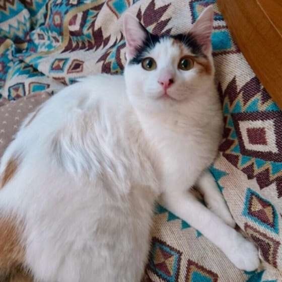 寝転がる三毛猫