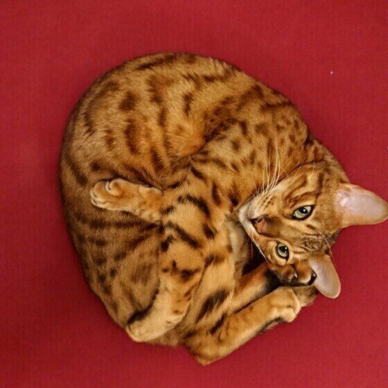 アンモニャイトをするベンガル