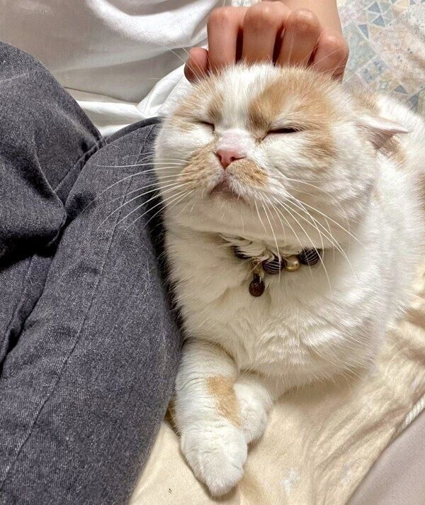 何かと甘えてくるホイちゃん