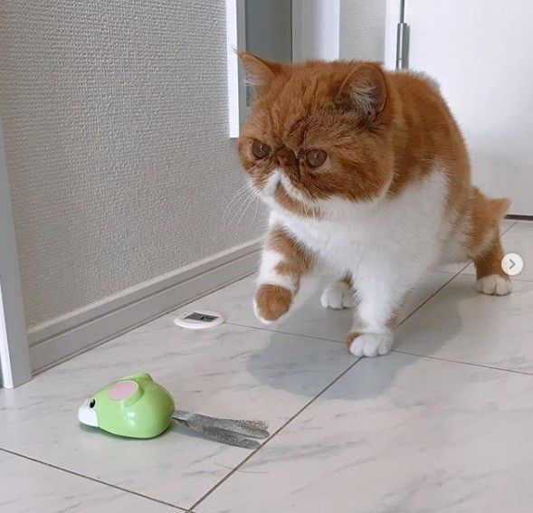 ねずみチョロqをとことこ追いかけるエキゾチックショートヘア