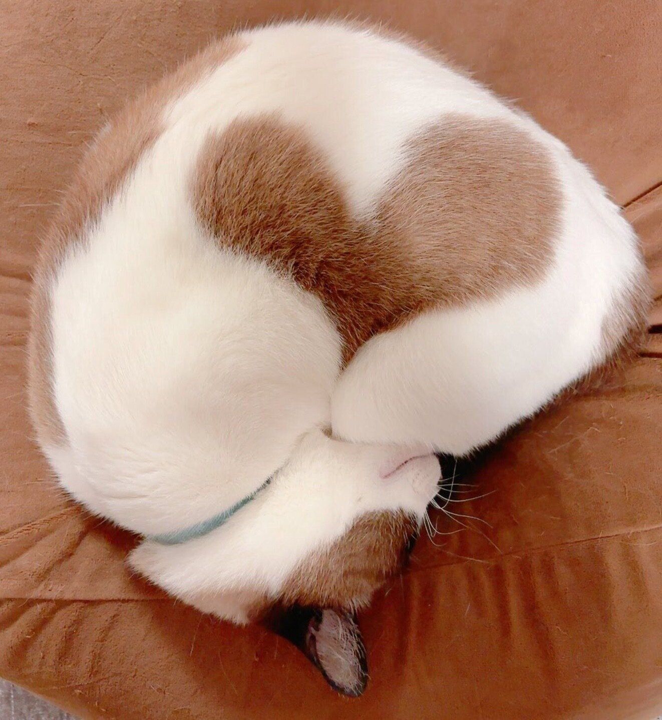 丸くなって眠るぽんちゃん