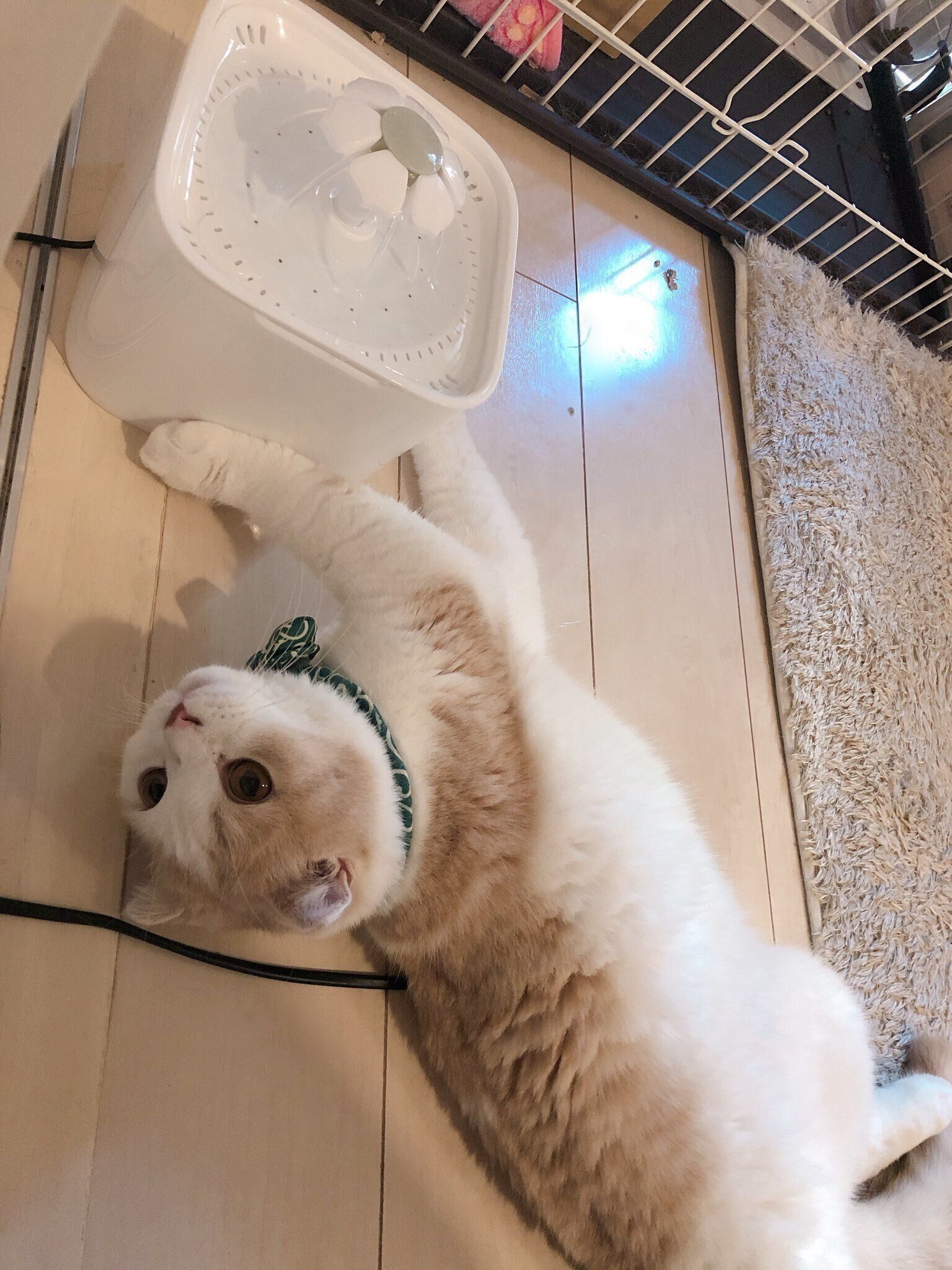 給水器であそぶとろろくん