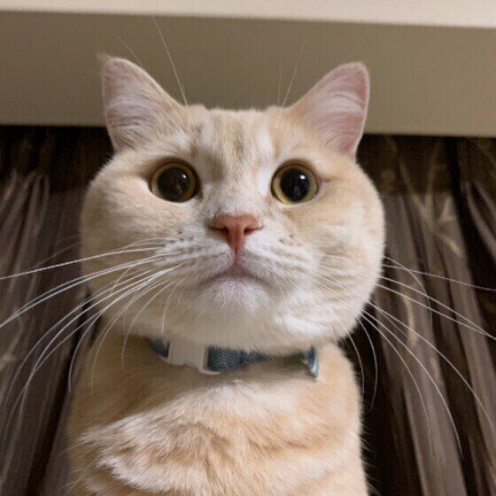 まんまるお目めのマンチカン