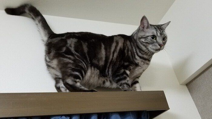 アメショーcat様 アメリカンショートヘアの特徴と飼い方 可愛い画像いっぱい｜ね