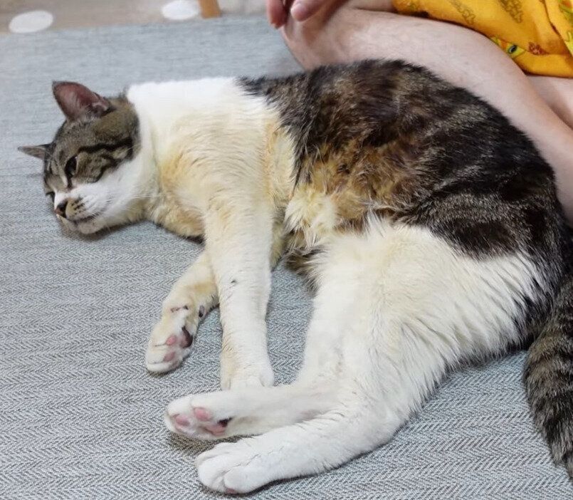 猫のリキちゃん