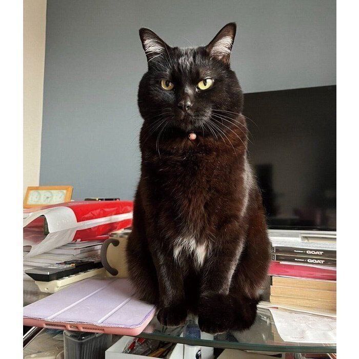 見つめてくるナッツくん