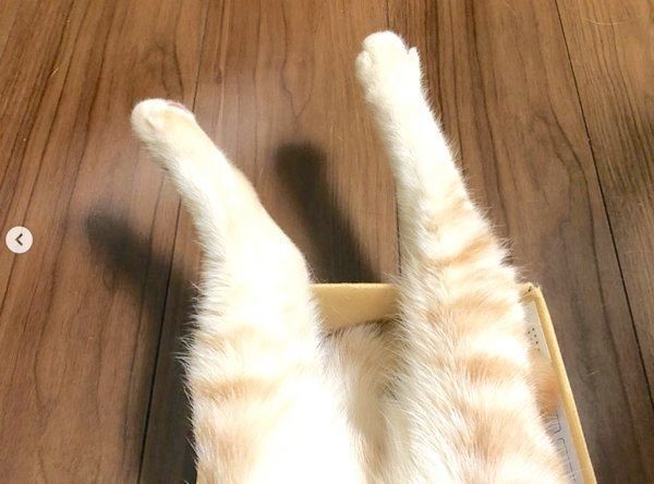 くつろぐスコティッシュフォールド