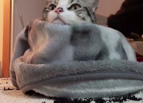 毛布をかけてもらい、ぬくぬくするハクくん