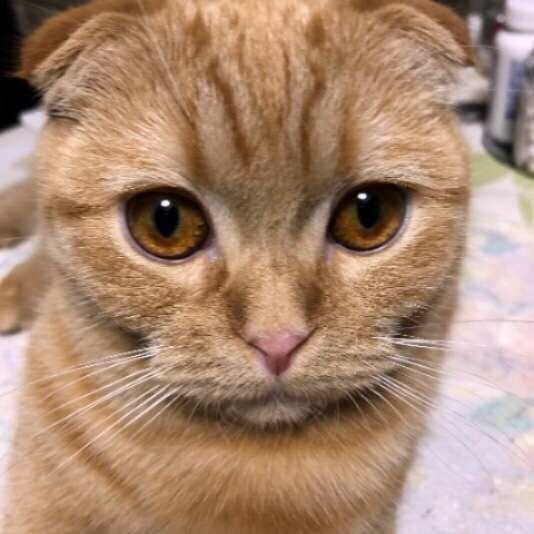 見つめるスコティッシュフォールド