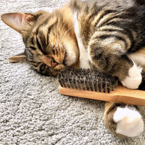 ブラシを抱えて眠るチミィくん
