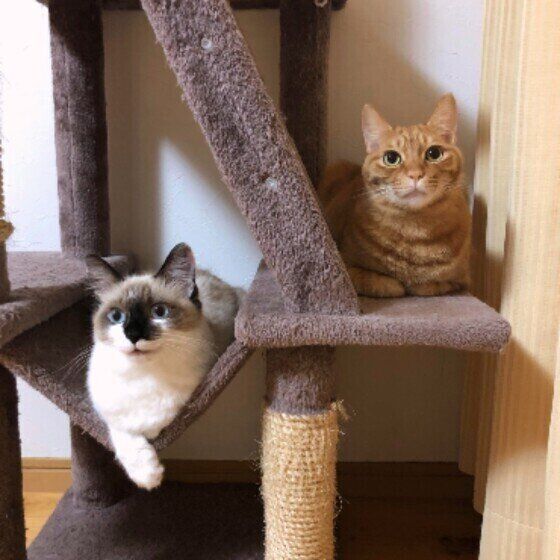 キャットタワーで休憩中の2匹
