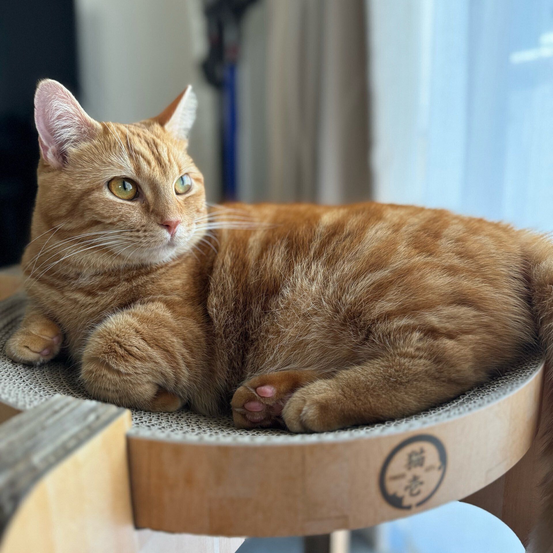 まったりするころもちゃん