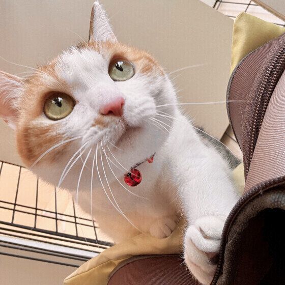 ミケの扇ちゃん