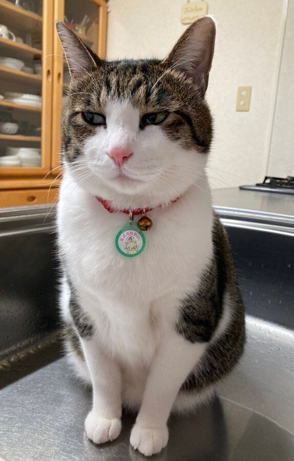 シンクに座るふくくん　何とも言えない表情がたまらない