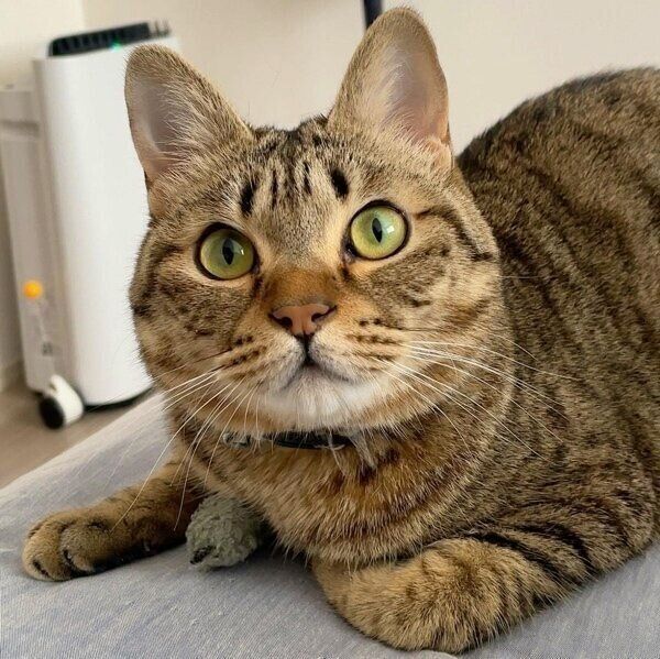 2才をこえて成長したねぎくん