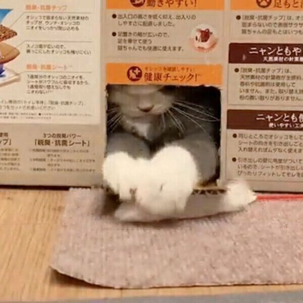 段ボールで遊ぶどらみちゃん